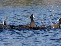 die geveg11 : FRIEDA